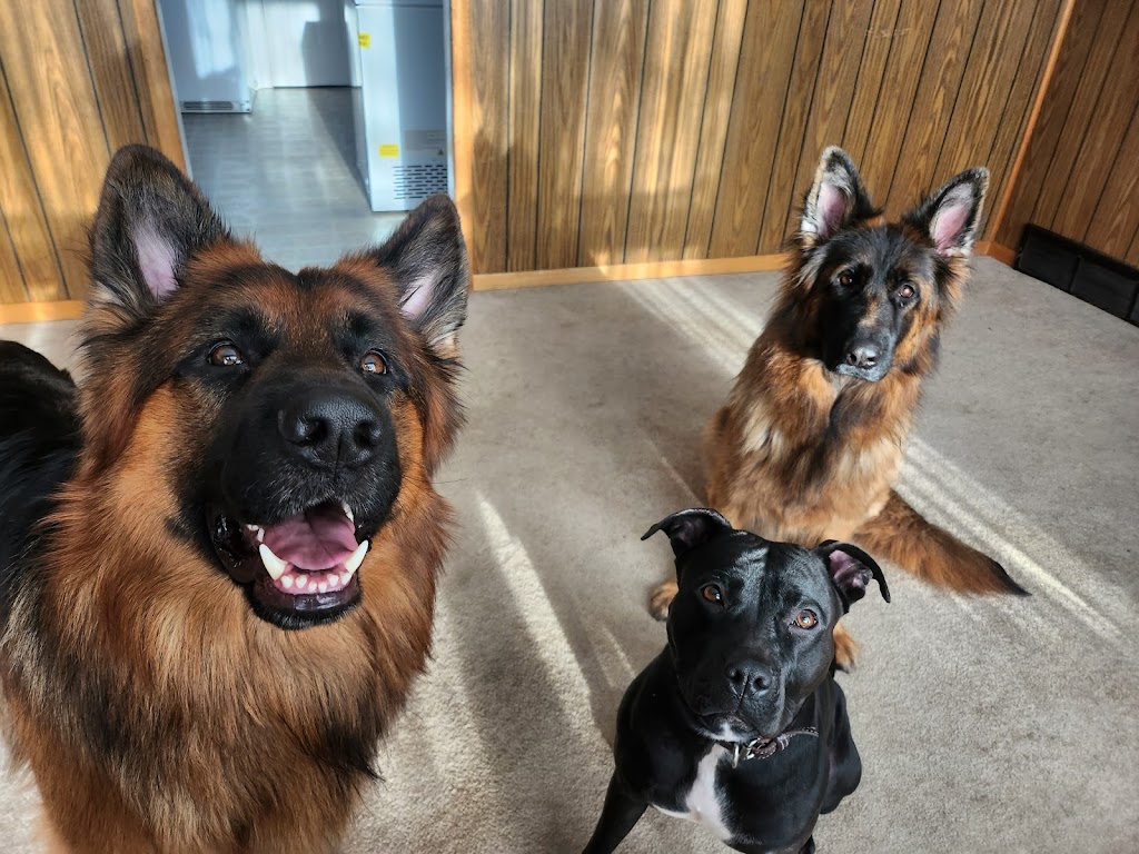 Eugene Dog Boarding and Training | 56A Mill St E, Acton, ON L7J 1H3, Canada | Phone: (647) 675-0958