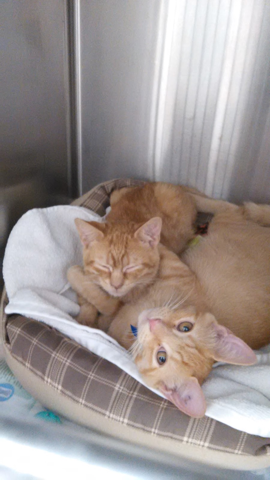SPCA Serving Erie County | 300 Harlem Rd, West Seneca, NY 14224, USA | Phone: (716) 875-7360