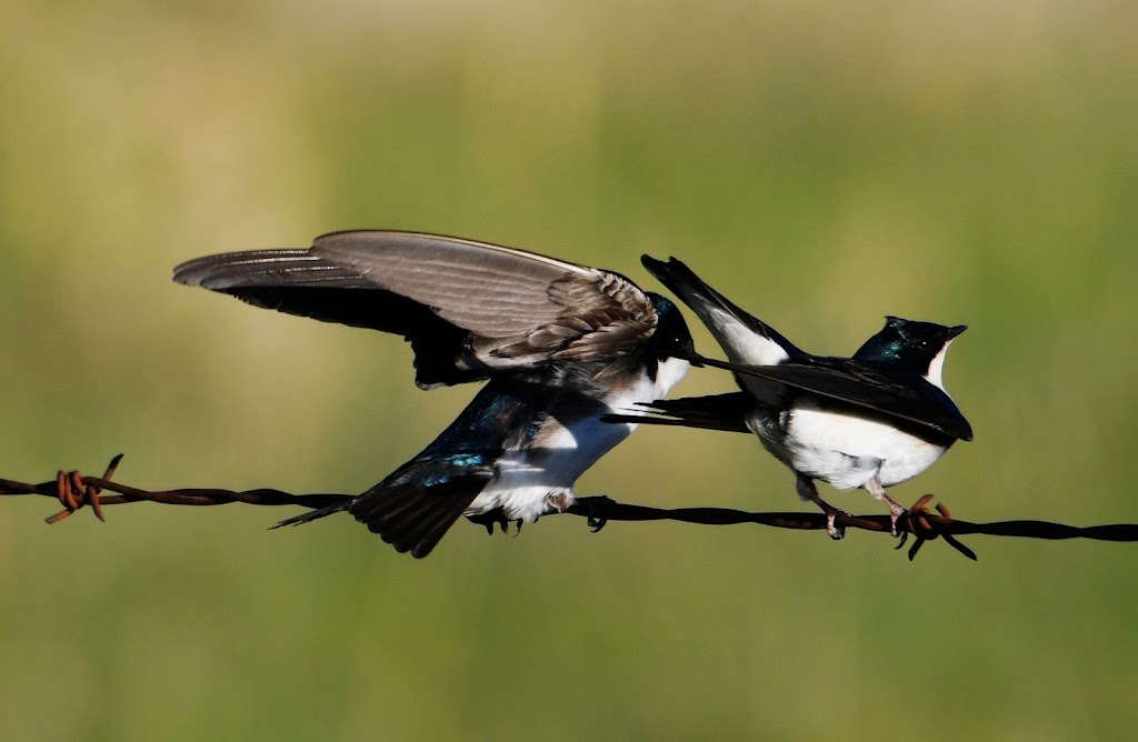 Frank Lake - Ducks Unlimited Conservation Site | Township Rd 190, Blackie, AB T0L 0J0, Canada | Phone: (403) 465-3310