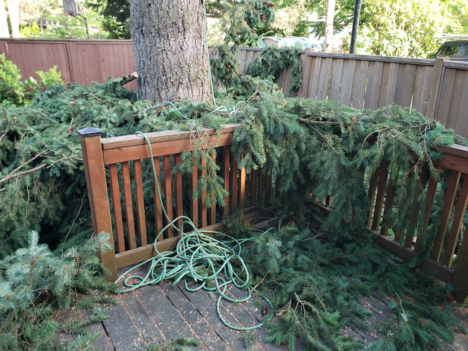 Blake Forrest Tree Care Inc | 23928 Kanaka Way, Maple Ridge, BC V2W 0H7, Canada | Phone: (236) 979-6879