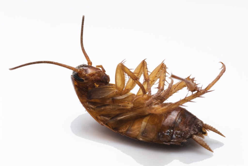 Central Extermination | 6540 Av. Papineau #104, Montréal, QC H2G 2X2, Canada | Phone: (514) 722-2425