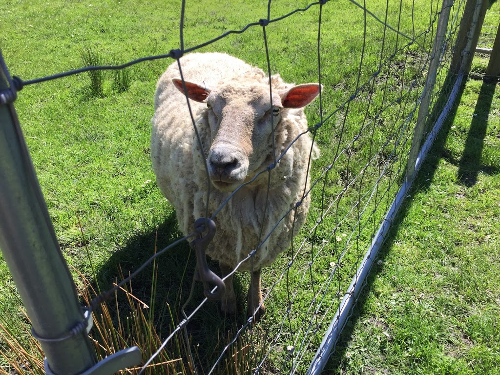 Meadowmist Farm | 380 Merryman, Mayne Island, BC V0N 2J2, Canada | Phone: (250) 539-3316