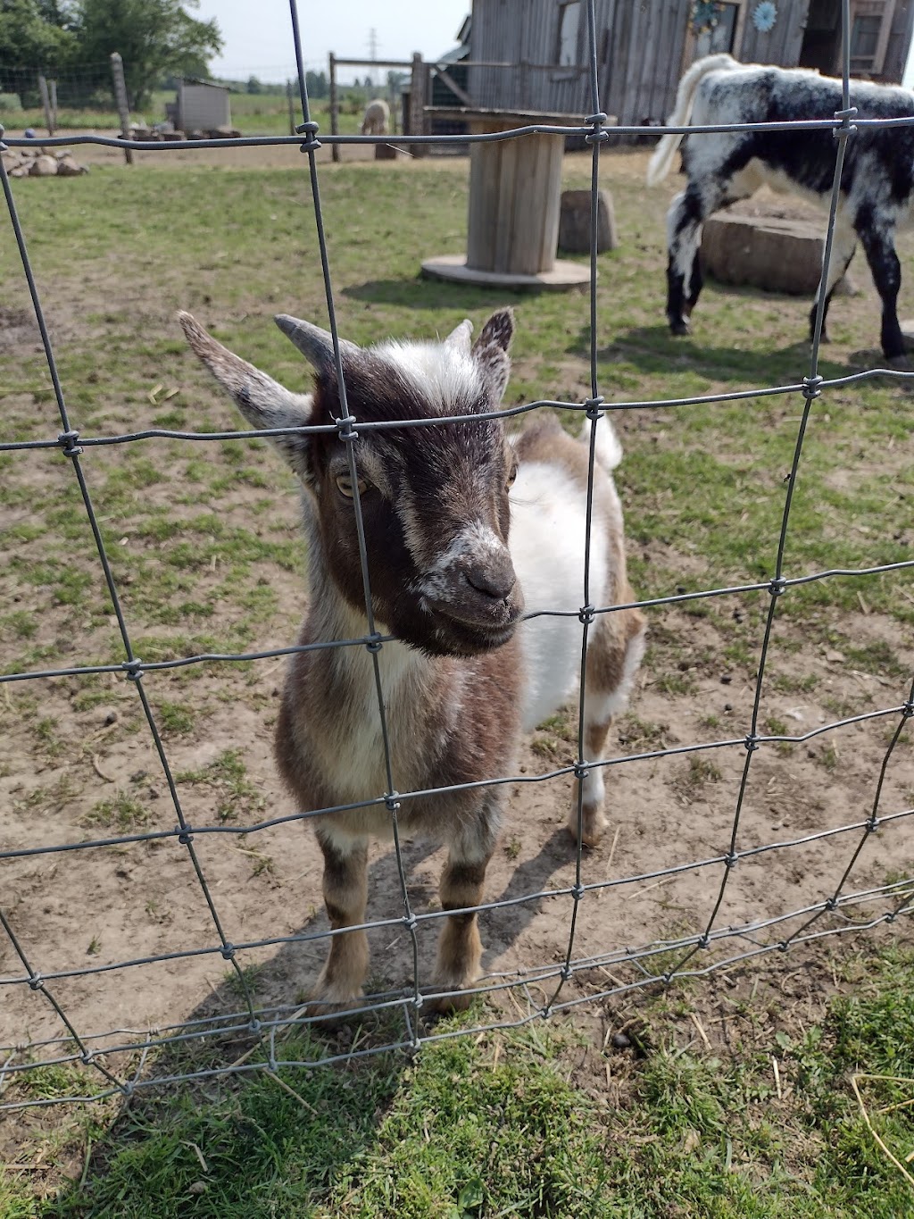 Little Hobby Hill Farm | 333624 Plank Line, Salford, ON N0J 1W0, Canada | Phone: (519) 532-0139