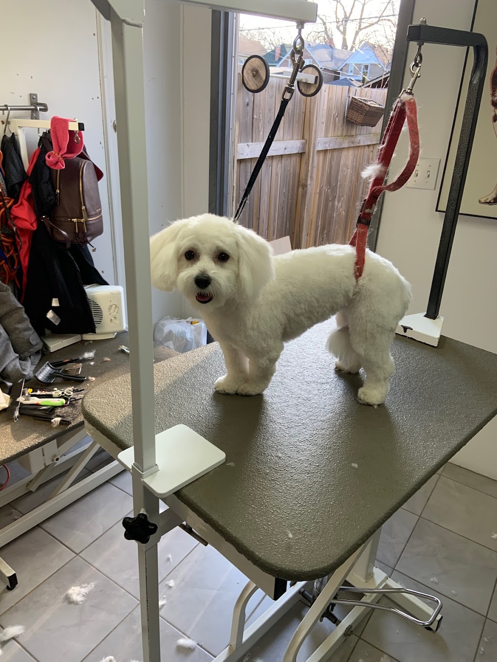 Skandi-Paw | Scenic Caves Rd, The Blue Mountains, ON N0H 2E0, Canada | Phone: (705) 464-7729