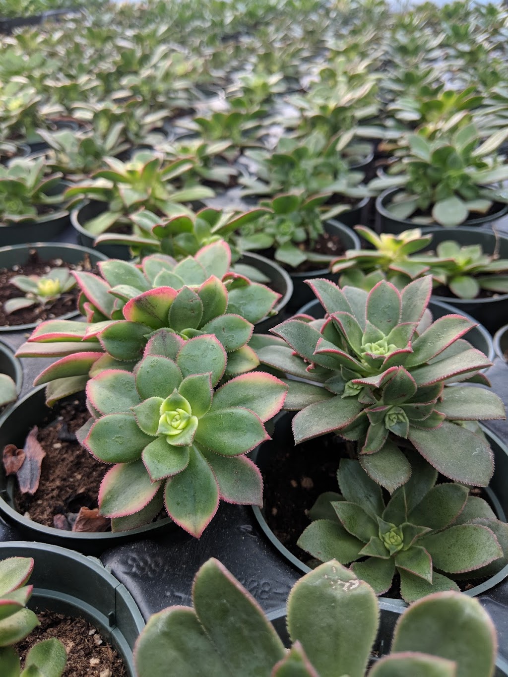 Badger Ridge Greenhouse | Crossfield, AB T0M 0S0, Canada | Phone: (403) 946-0200