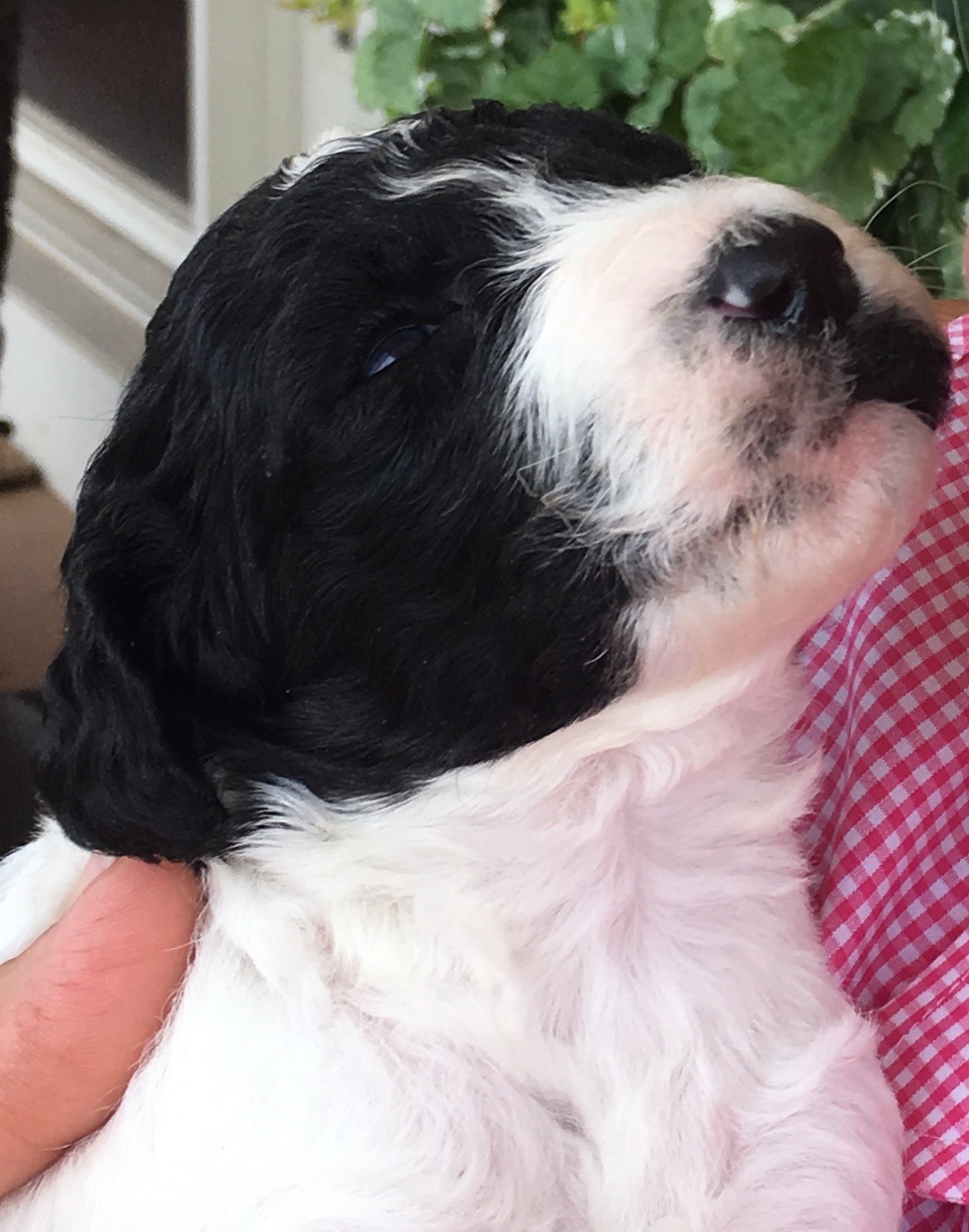 Fairvale Animal Hospital | 1 Campbell Dr, Rothesay, NB E2E 5B6, Canada | Phone: (506) 847-7519