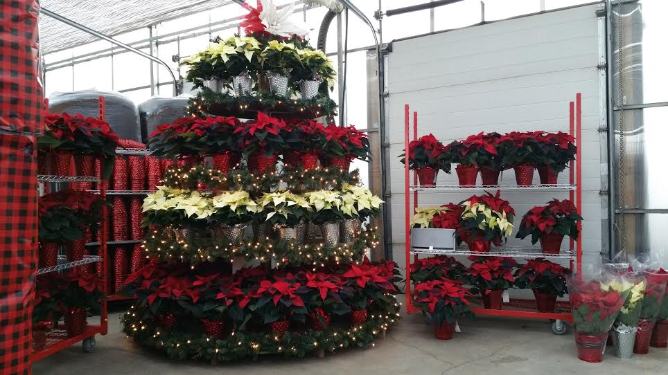 Forest Glen Greenhouse | 664 Brentwood Rd, Brookfield, NS B0N 1C0, Canada | Phone: (902) 673-3387