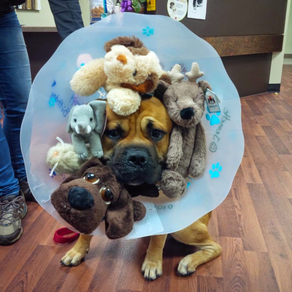 Oxford County Veterinary Clinic | 570 Ingersoll Ave, Woodstock, ON N4S 4Y2, Canada | Phone: (519) 290-9400