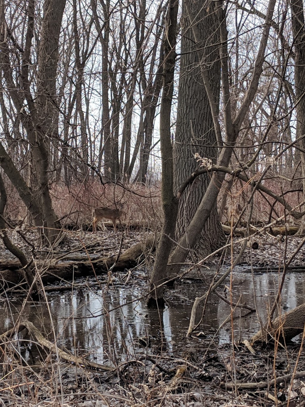 Lake St. Clair Nature Center | 31300 Metro Pkwy, Harrison Charter Township, MI 48045, USA | Phone: (586) 463-4581