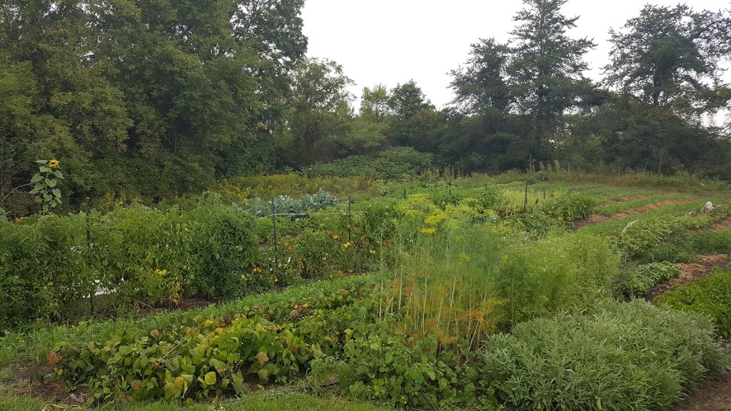 Ten Chances Farm | 1579 Hollowview Rd, Stirling, ON K0K 3E0, Canada | Phone: (613) 243-9727