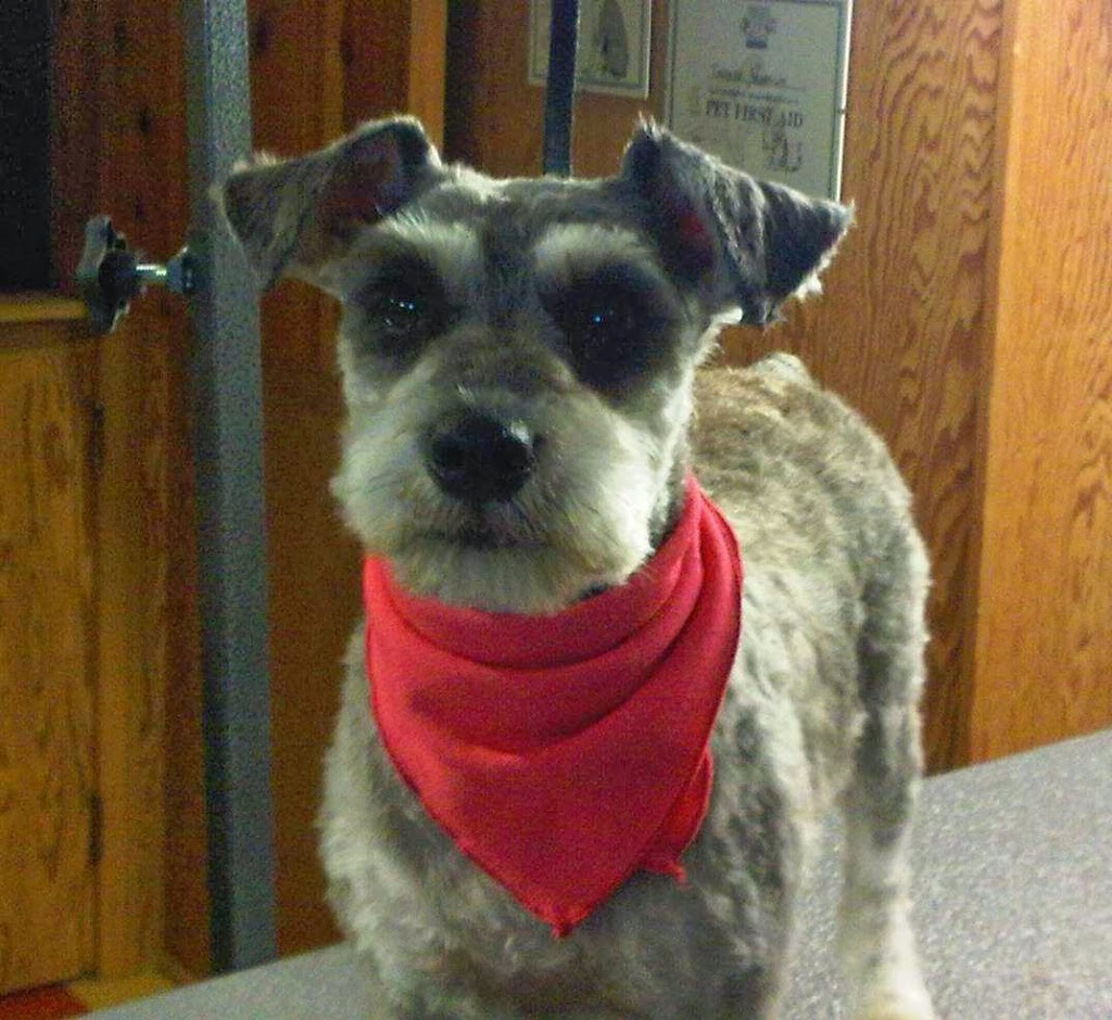 Nice N Neat Pet Grooming | 53 London Rd, Hensall, ON N0M 1X0, Canada | Phone: (226) 448-2623