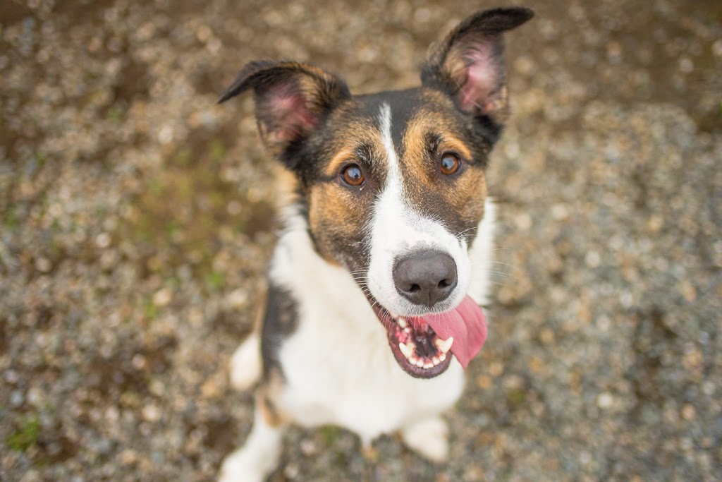 Paws For A Beer | 501 Harris Ave, Bellingham, WA 98225, USA | Phone: (360) 733-7297