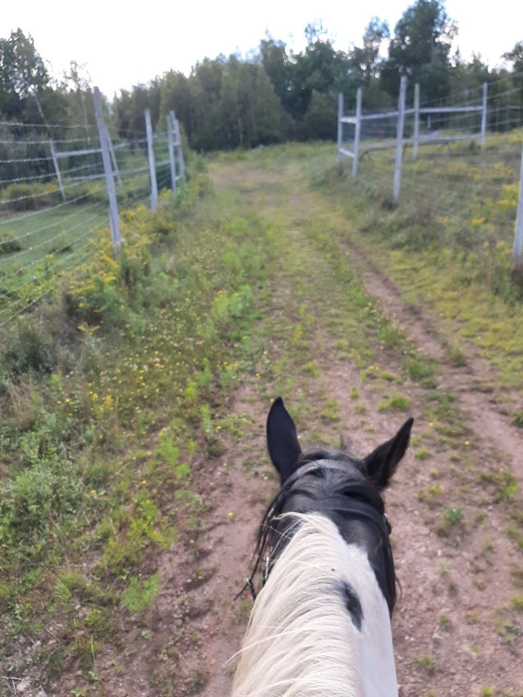 Philomena Farms | 539 Salmon Creek Rd, Salmon Creek, NB E4C 1G5, Canada | Phone: (506) 461-7062