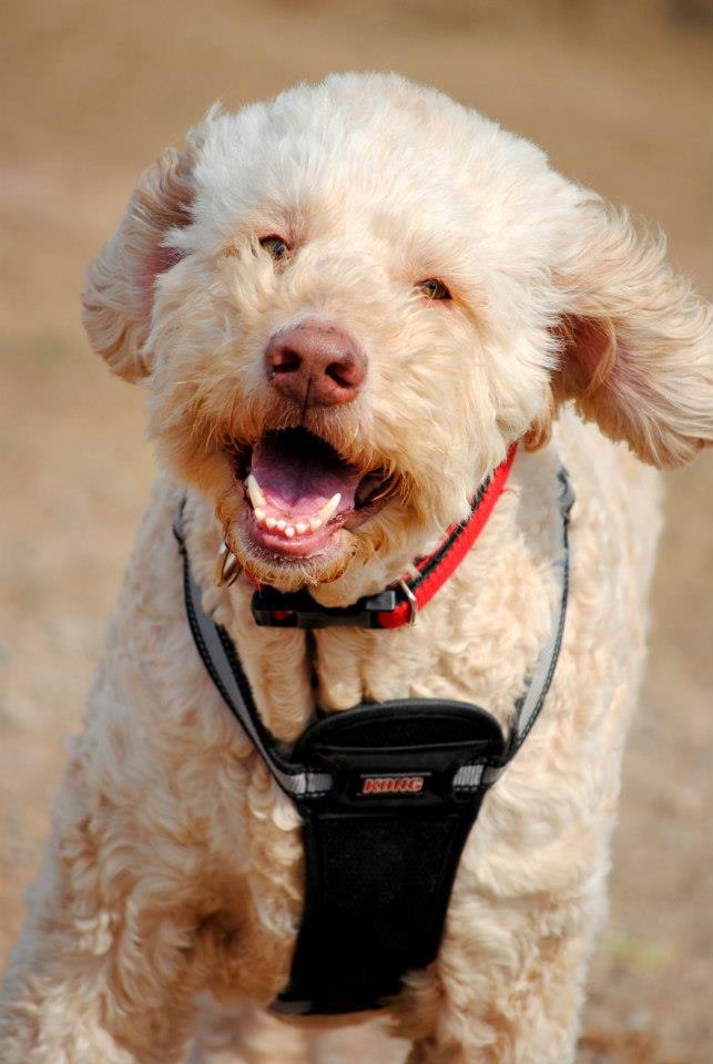 Chedoke Animal Hospital | 1288 Mohawk Rd, Ancaster, ON L9G 3K9, Canada | Phone: (905) 648-4747