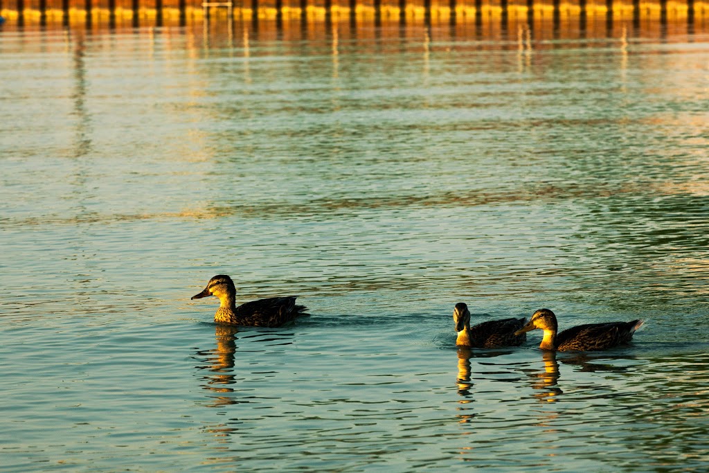 Pier Lake St Clair | Lake St Clair, Washington St, New Baltimore, MI 48047, USA