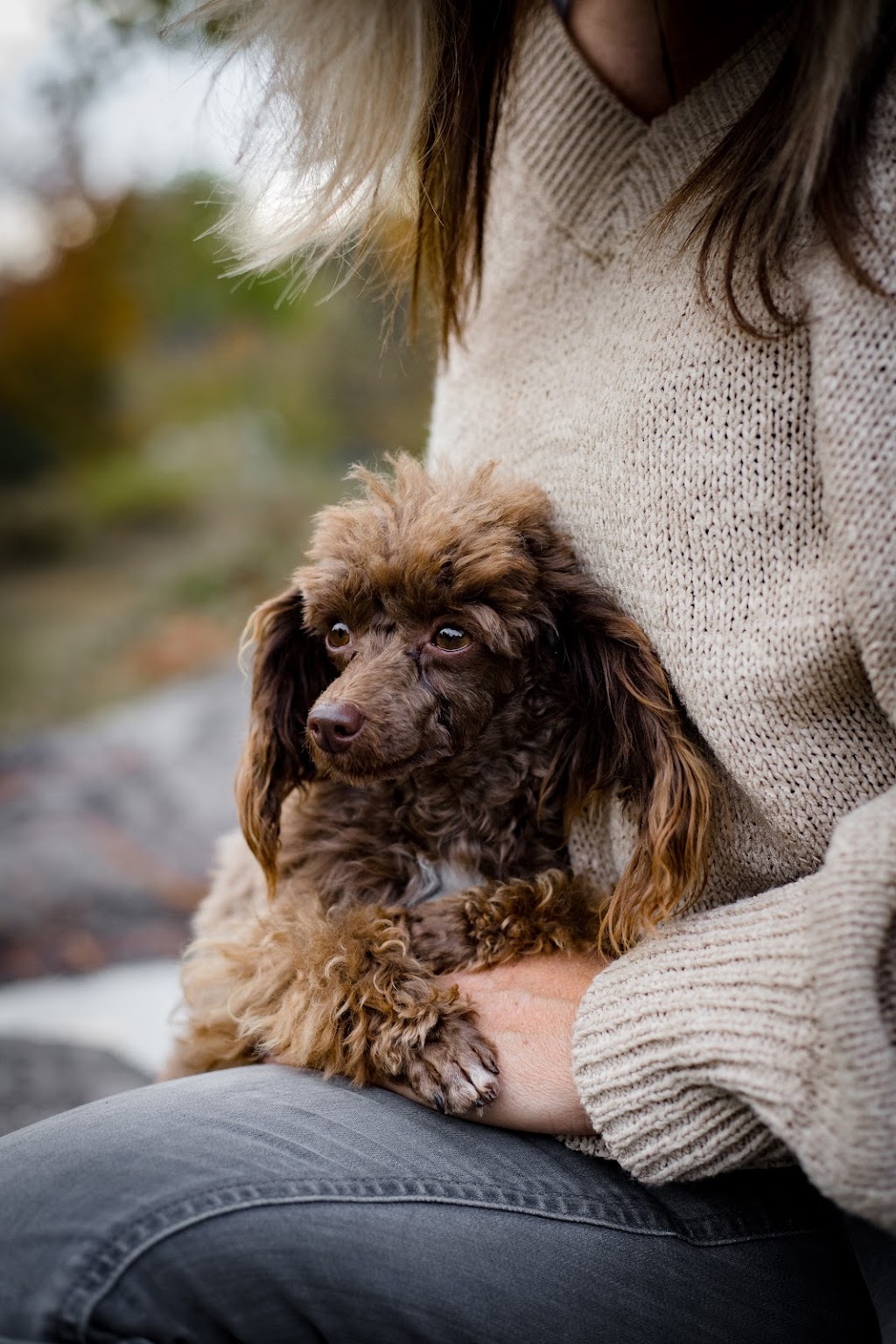Almaguin Poodles | Peggs Mountain Rd, Burks Falls, ON P0A 1C0, Canada | Phone: (705) 380-5040