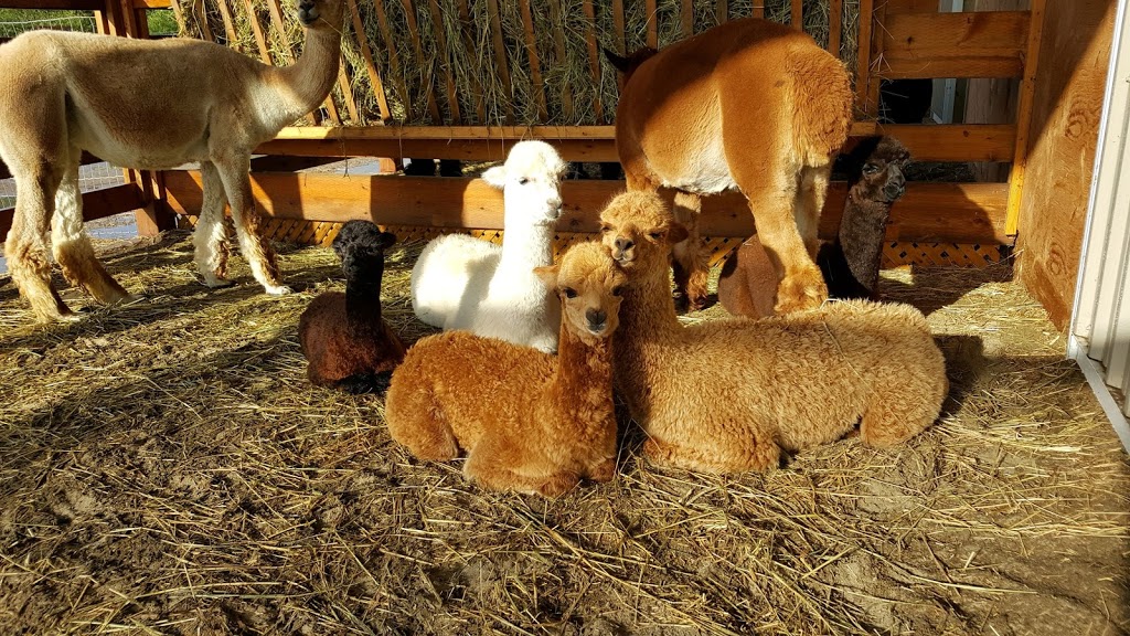 Forget-Me-Not Alpacas | 1595 Concession Rd 3, Beaverton, ON L0K 1A0, Canada | Phone: (289) 221-6102