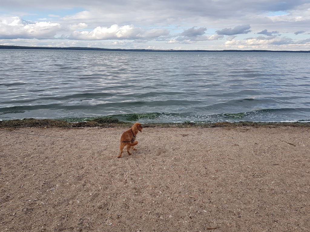 Pigeon Lake | Wetaskiwin County No. 10, AB T0C 2C0, Canada