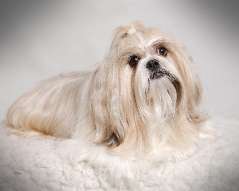 Millwood Pet Spa | 136 Millwood Dr, Middle Sackville, NS B4E 2W8, Canada | Phone: (902) 864-7381