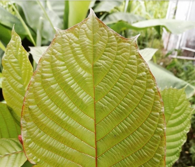 True North Kratom | POB 59546, Mississauga, ON L5H 1G9, Canada