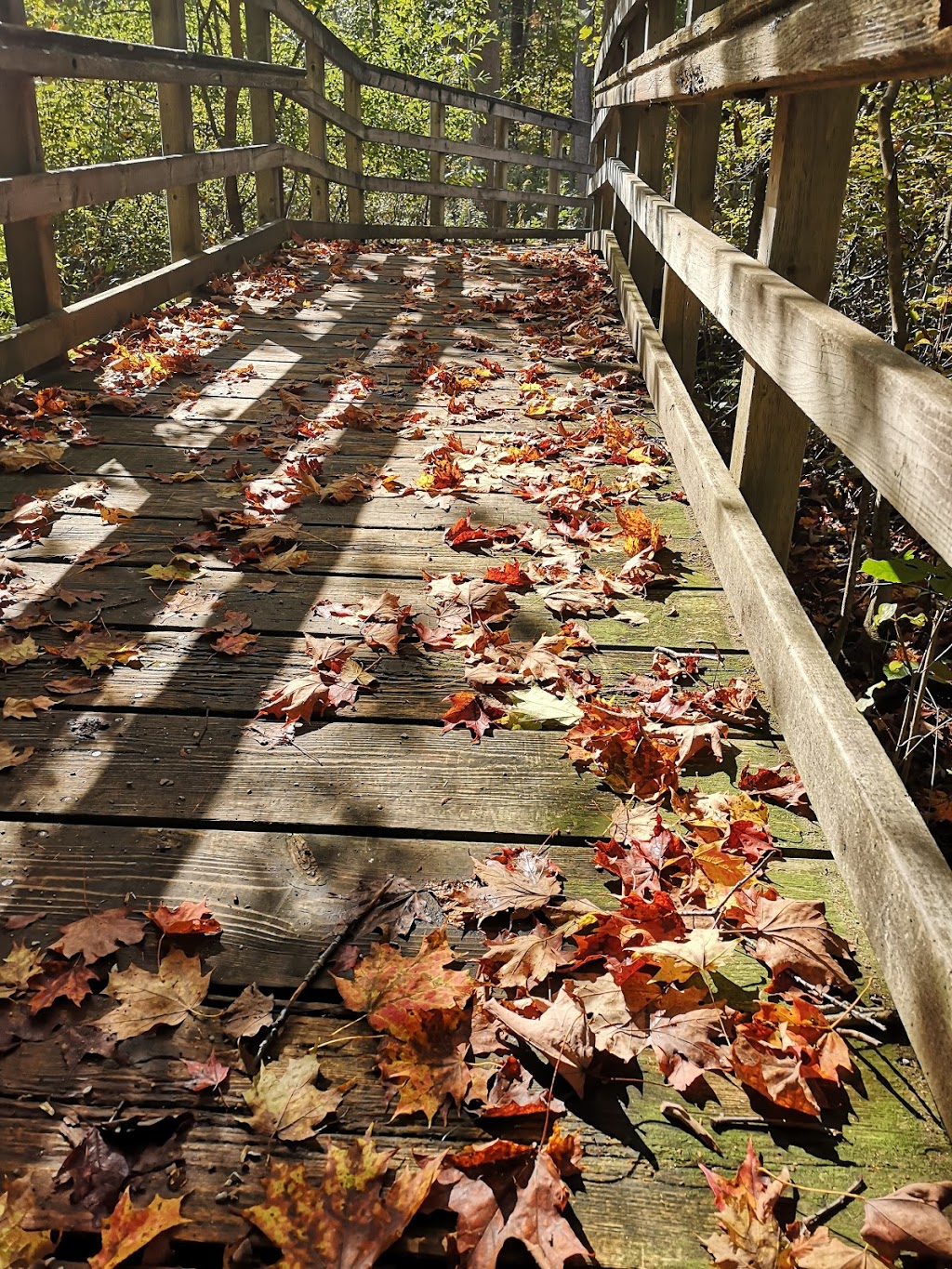 Tulip Tree Trail | Gardiner, Morpeth, ON N0P 1X0, Canada