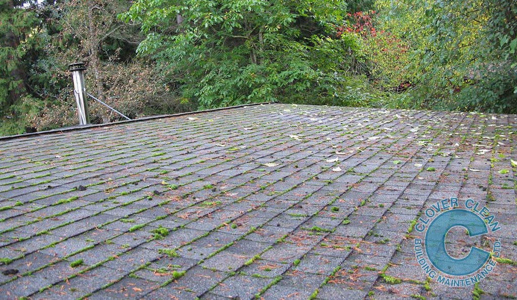 Clover Clean Building Maintenance | 26548 28a Ave, Aldergrove, BC V4W 3A8, Canada | Phone: (604) 842-9182