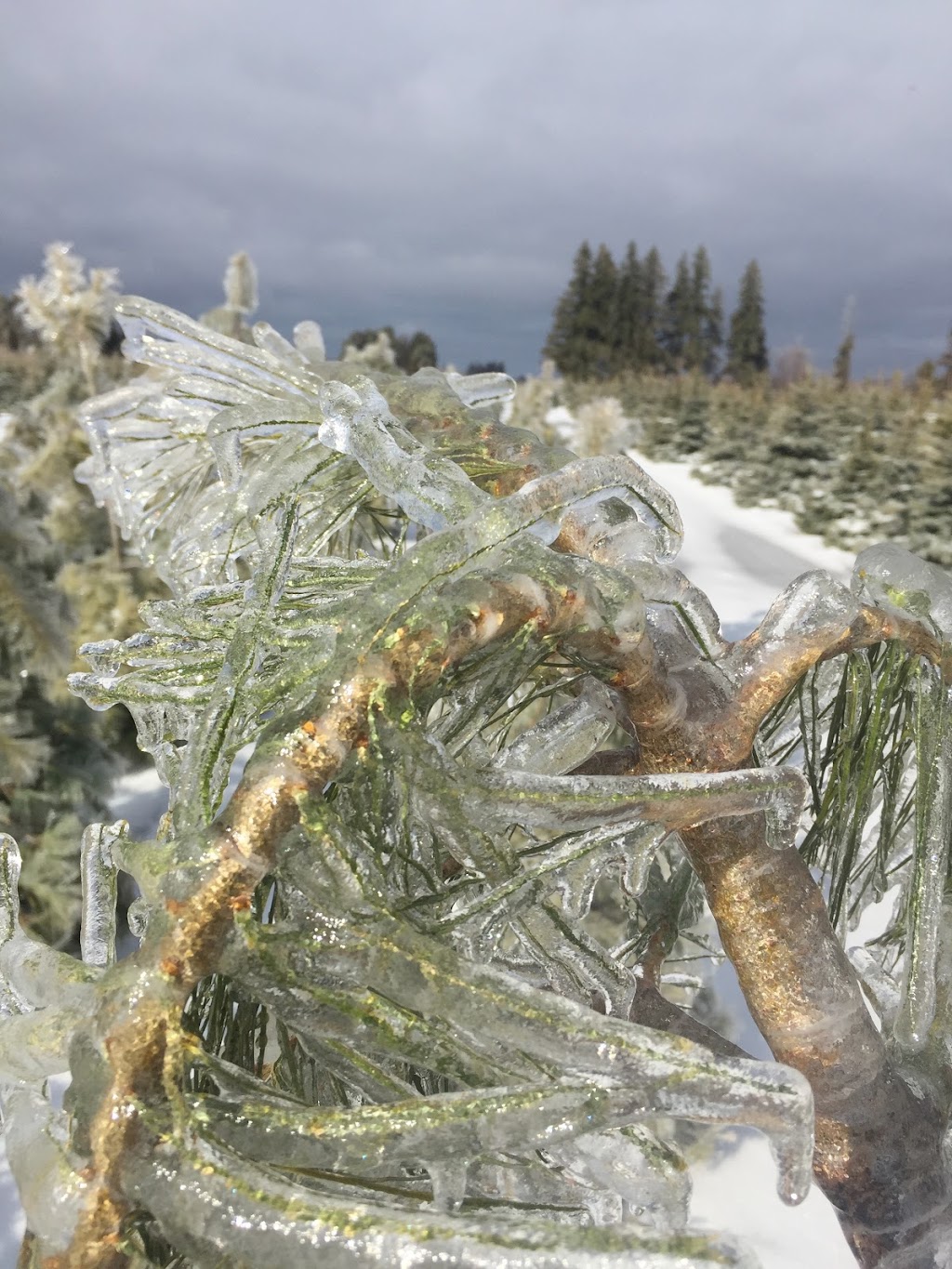 Everest Nurseries (Wholesale only at this location) | 470 Bruce County Rd 8, Wiarton, ON N0H 2T0, Canada | Phone: (519) 935-3186