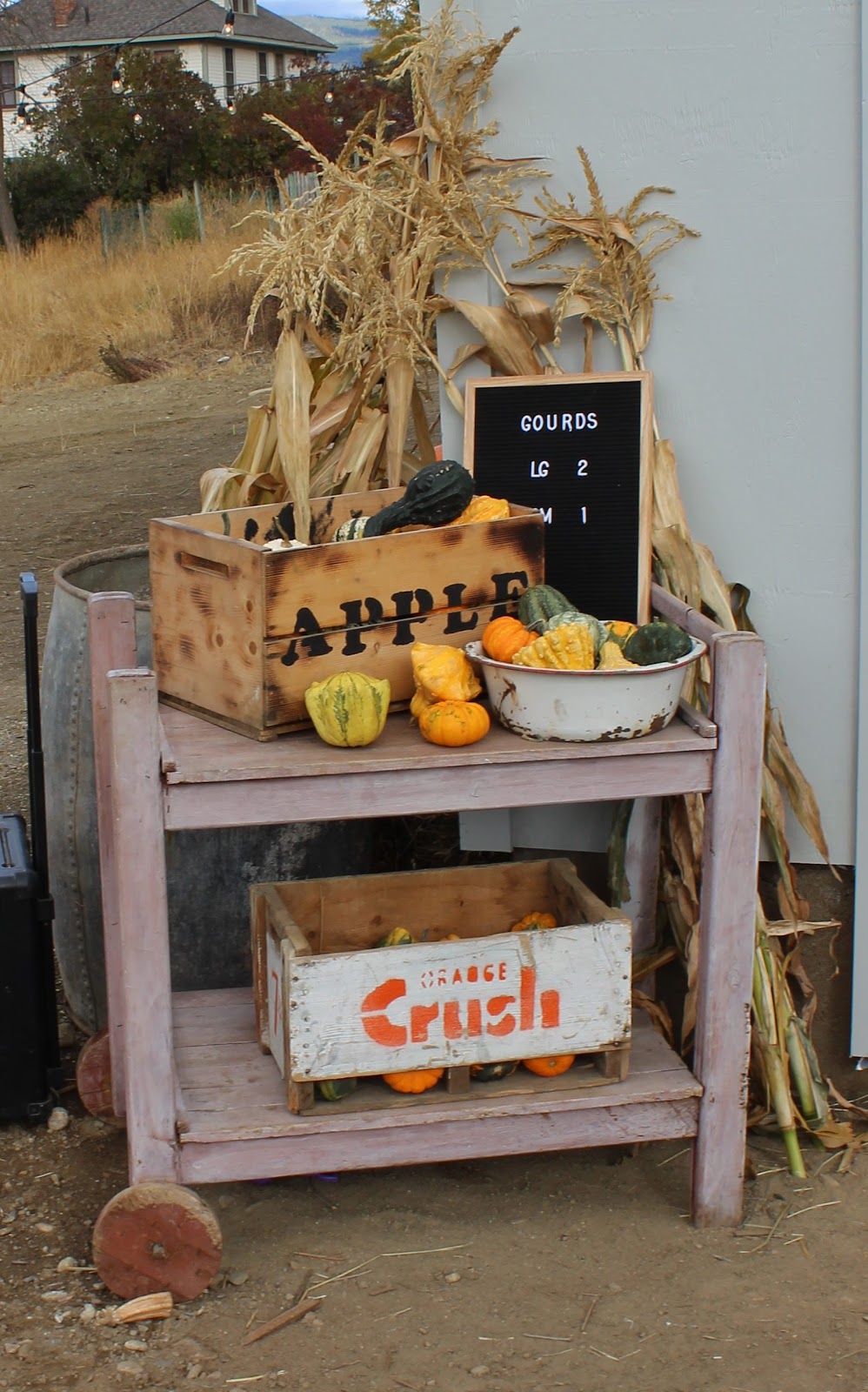 Harpur Family Farm Pumpkin Patch | 6491 Okanagan Ave E, Salmon Arm, BC V1E 1Y2, Canada | Phone: (778) 839-7644