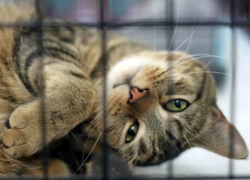 Thomas Glen Erin Animal Hospital | 5636 Glen Erin Dr Unit 9A, Mississauga, ON L5M 6B1, Canada | Phone: (905) 997-3320