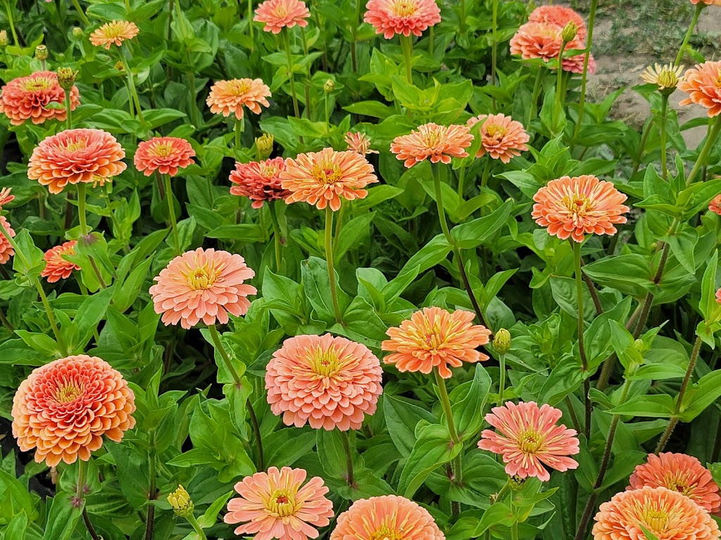 Cultus Lake Flower Fest | 4215 Wilson Rd, Chilliwack, BC V2R 5H4, Canada | Phone: (604) 798-7332