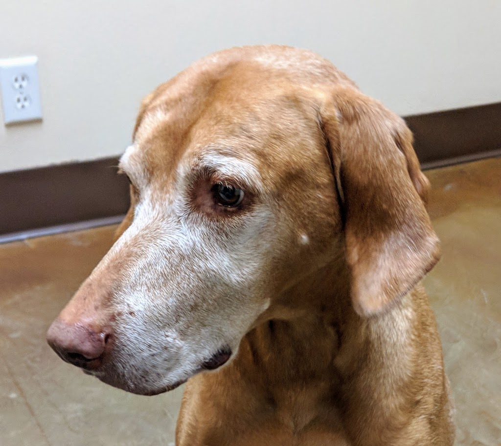 Northshore Veterinary Hospital | 1486 Electric Ave, Bellingham, WA 98229, USA | Phone: (360) 738-6916