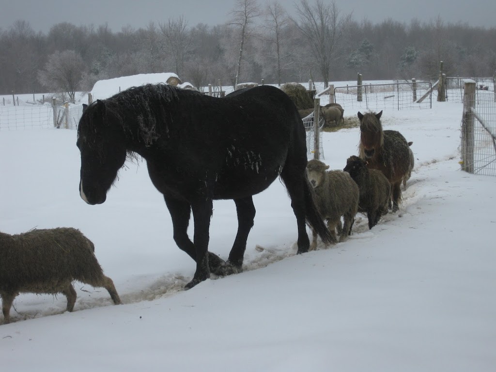 Sunny Meadow Farm | 3073 Flos Rd 5 W, Phelpston, ON L0L 2K0, Canada | Phone: (705) 322-2304