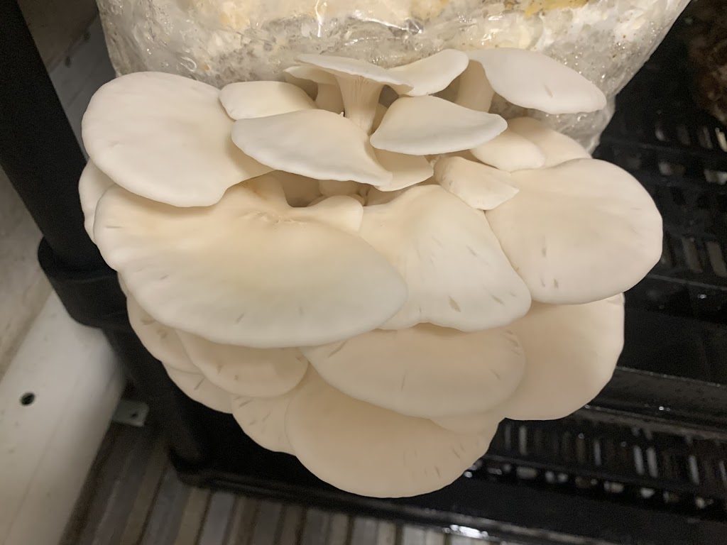 portperrymushrooms | 2360 Puckrin Dr, Seagrave, ON L0C 1G0, Canada | Phone: (416) 509-7127