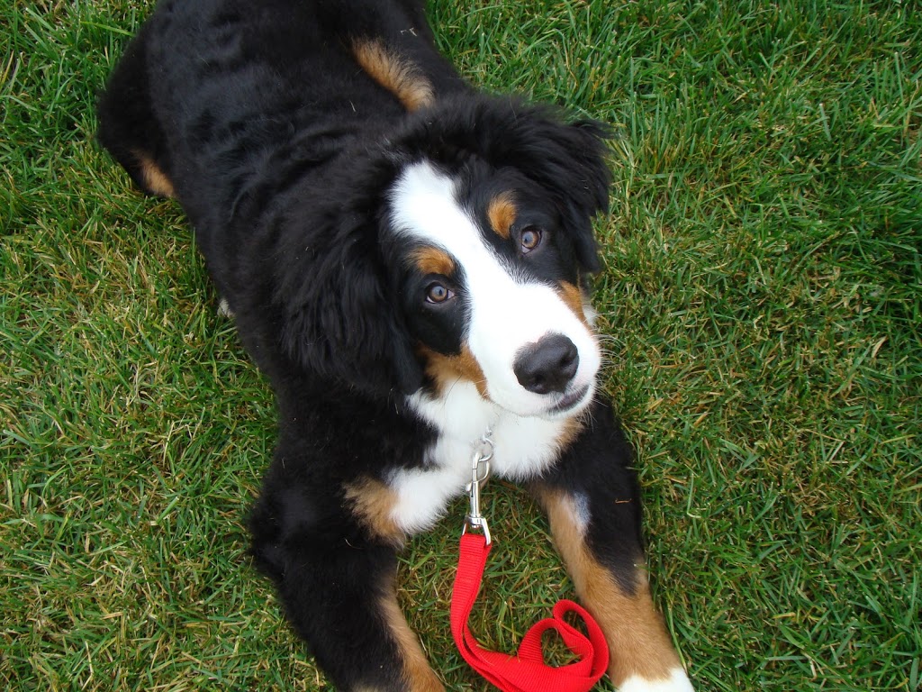 Plateau Veterinary Hospital | 147 Boulevard dEurope, Gatineau, QC J9J 0N3, Canada | Phone: (819) 775-9958