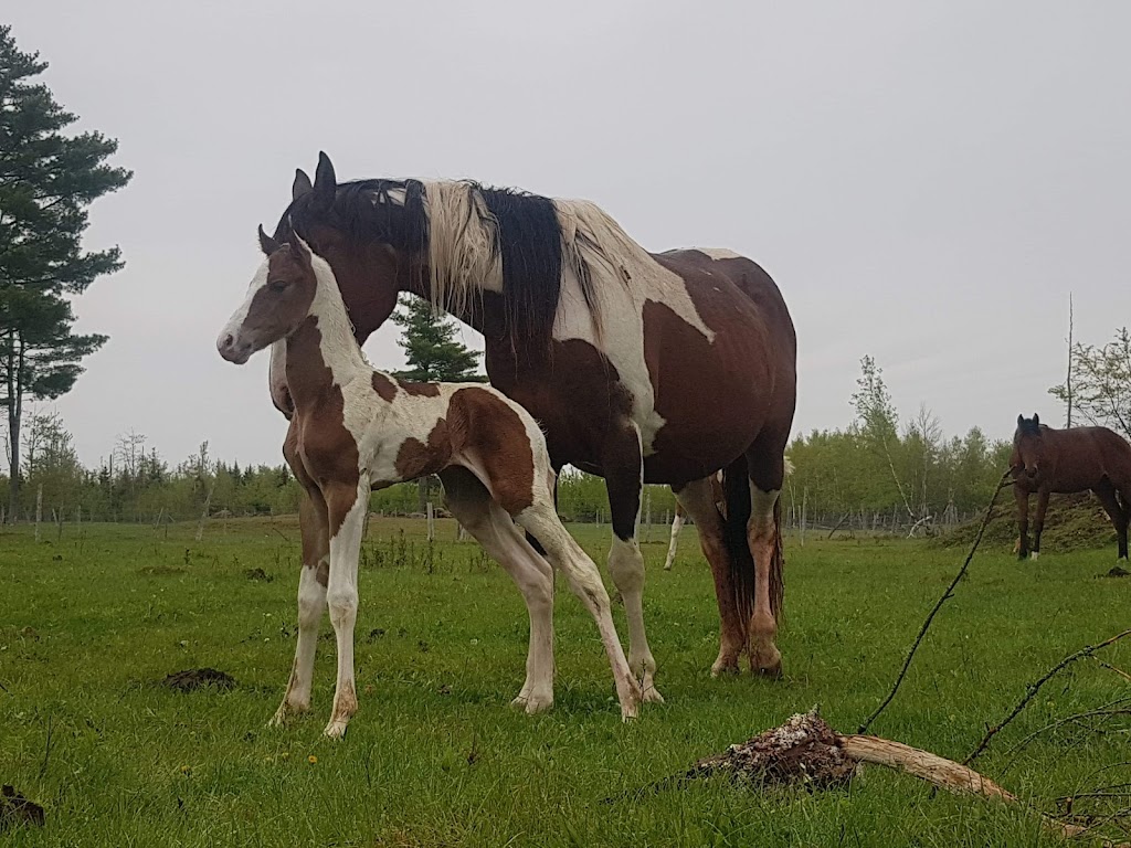 Au Fond des Bois | 1967 route 495, East Branch, NB E4W 5R9, Canada | Phone: (506) 523-9589