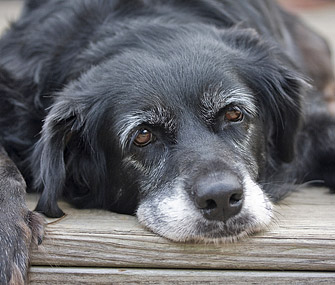 Daily Dog Walking | 90 Edgehill Dr #417, Barrie, ON L4N 7N1, Canada | Phone: (705) 440-6117