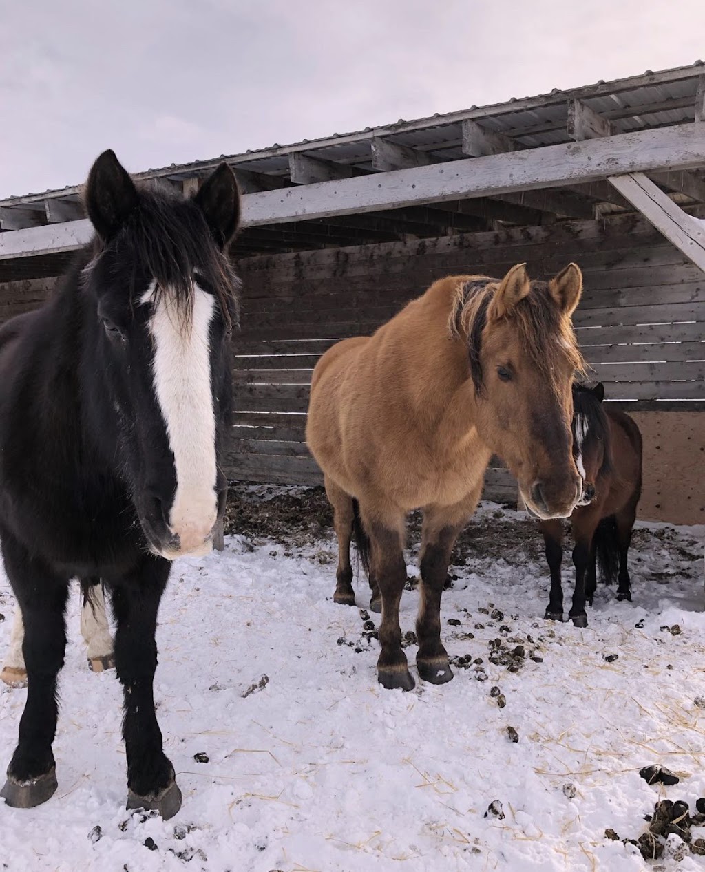 Meadow Green Stables | 1727 Loudoun Rd, Winnipeg, MB R3S 1A3, Canada | Phone: (204) 895-1911
