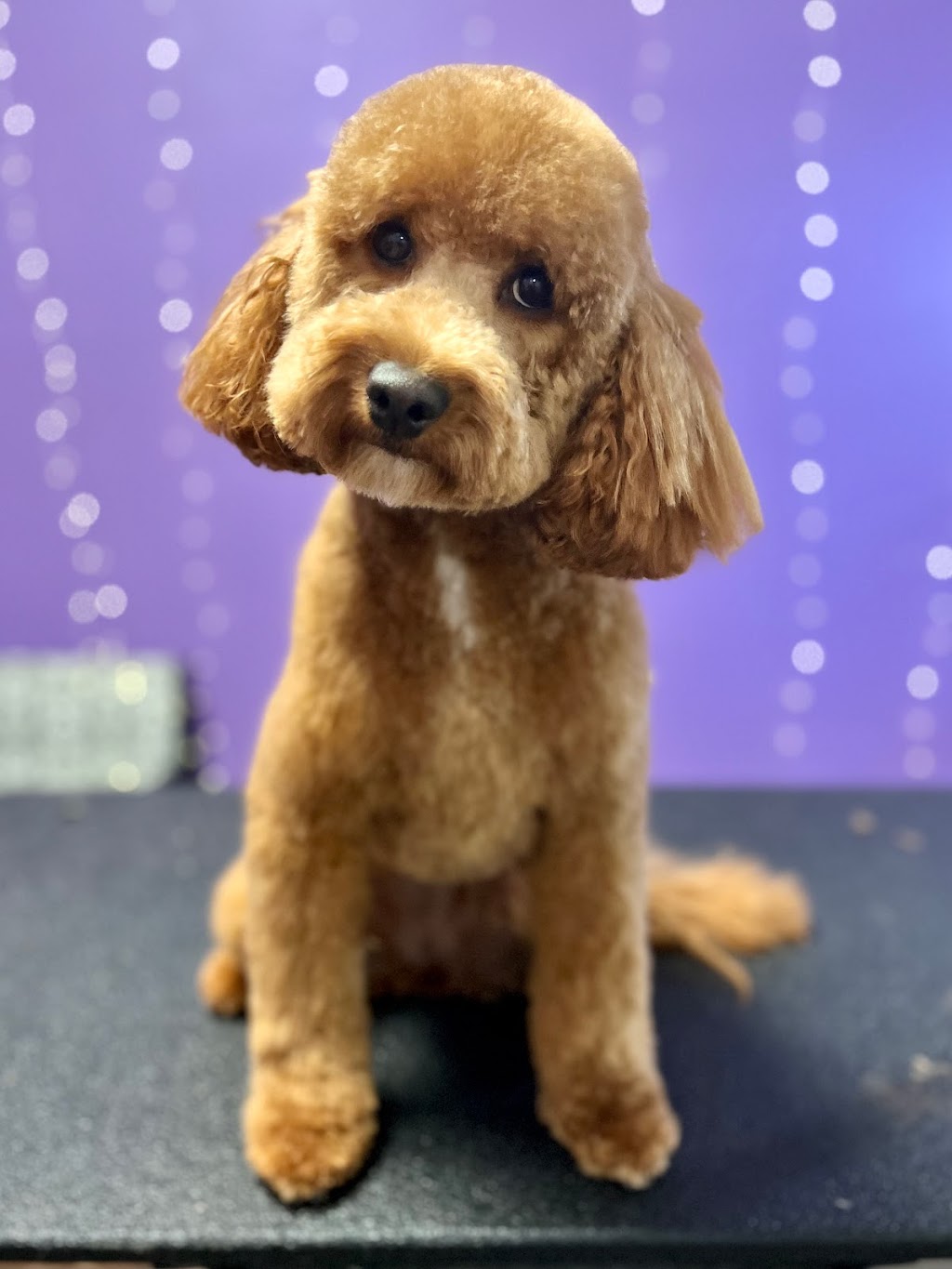 Cutie Patootie Grooming | 143 Borden Ave unit 10, Belmont, ON N0L 1B0, Canada | Phone: (226) 883-0955