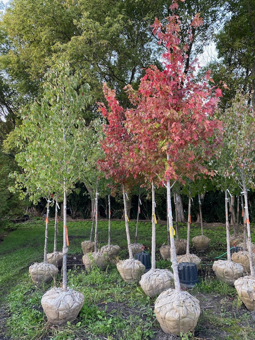 Little Creek Tree Farm | 20021 Heritage Rd, Thorndale, ON N0M 2P0, Canada | Phone: (519) 671-8733