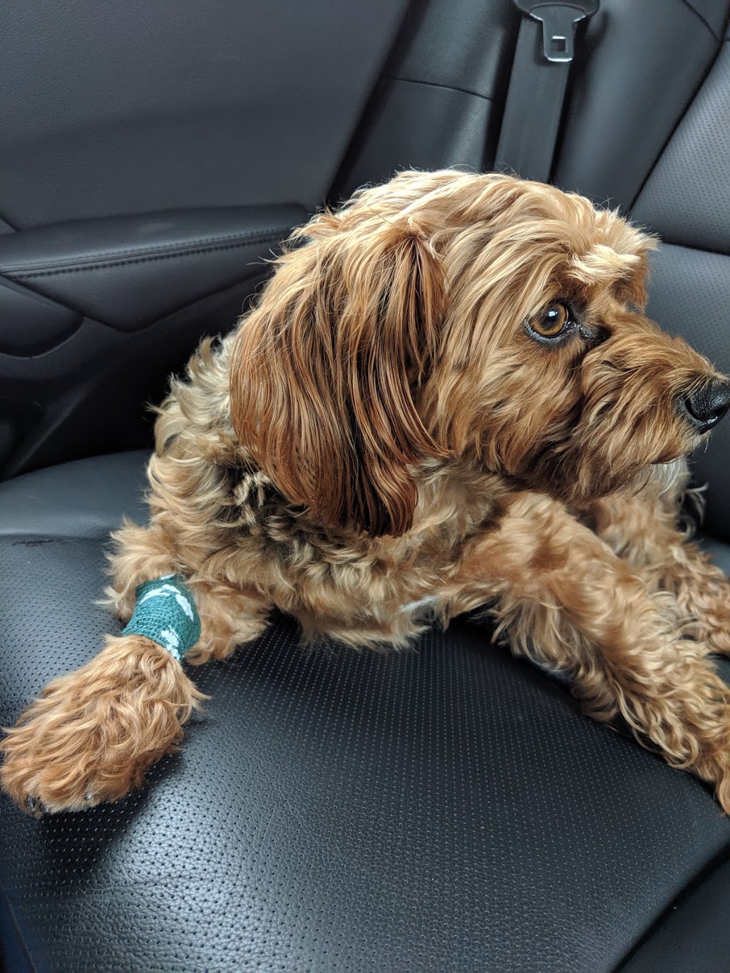 Manitou Animal Hospital | 5 Manitou Dr Unit 2-3, Kitchener, ON N2C 2J6, Canada | Phone: (519) 893-1360