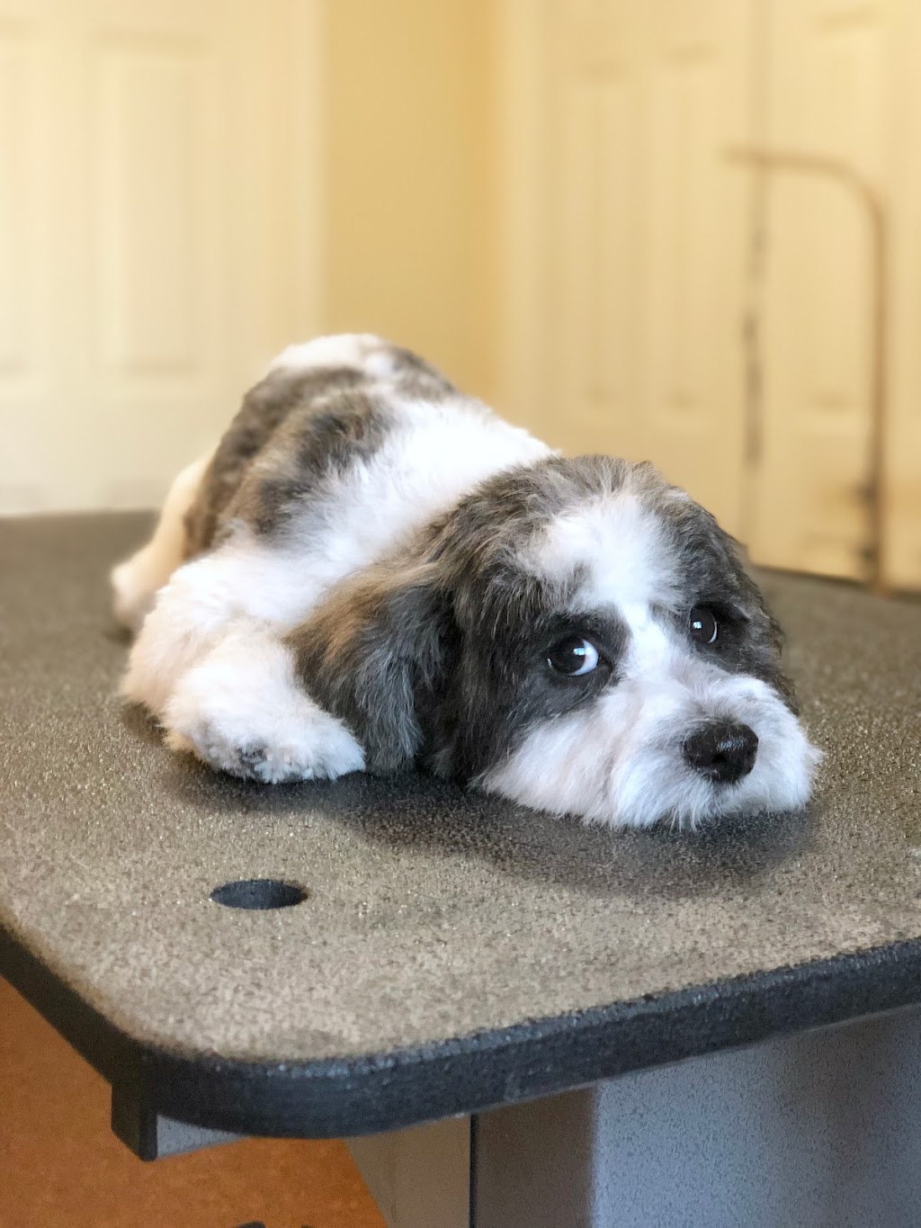 Tail-rific Dog Grooming Evanston | Evanscrest Common, Calgary, AB T3P 0R7, Canada | Phone: (403) 401-2938