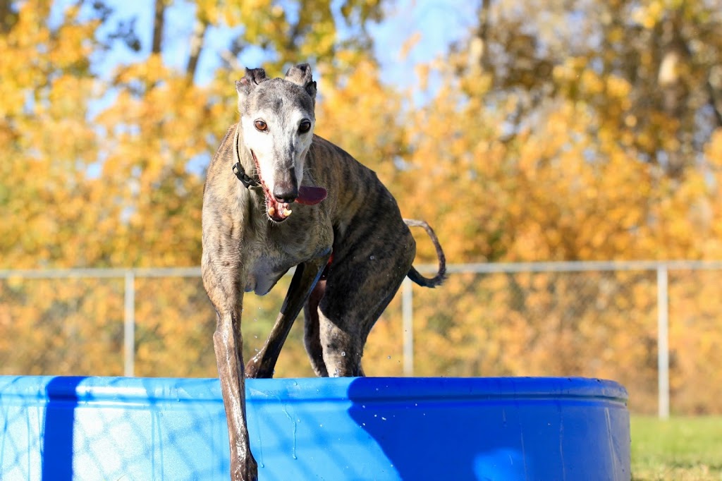 K-Lane Kennels | Box 172, Kronau, SK S0G 2T0, Canada | Phone: (306) 781-2774