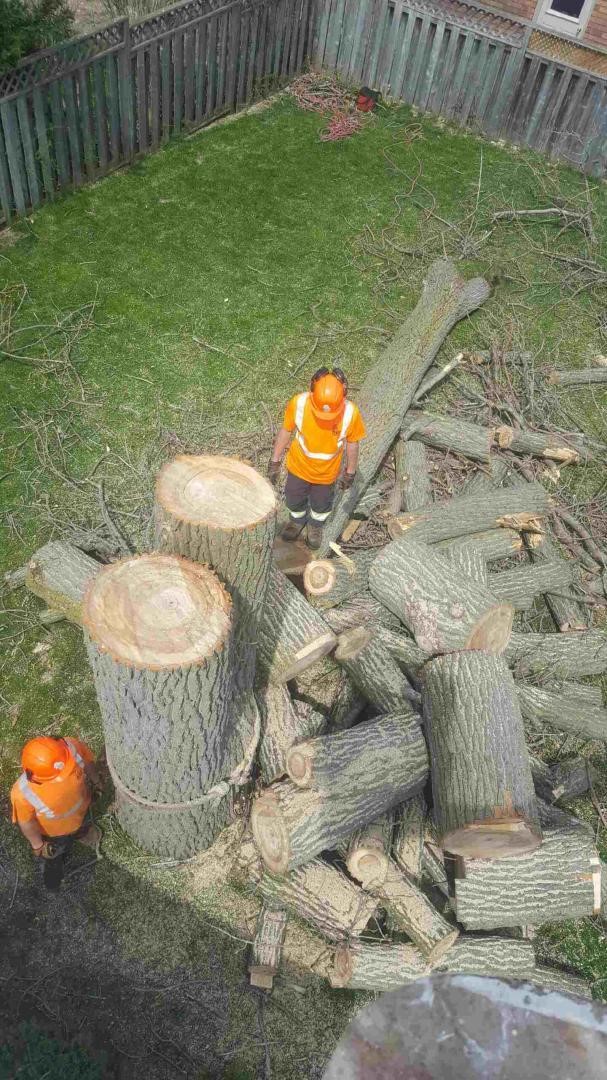 Wyoming Tree Service | 499 Plympton St, Wyoming, ON N0N 1T0, Canada | Phone: (519) 845-0847