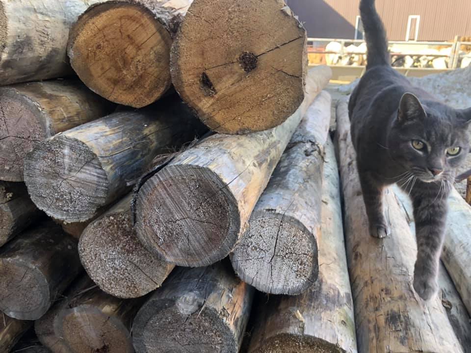 STONEKREEK FEED & FARM SUPPLY | 244187, Side Rd 22, Annan, ON N0H 1B0, Canada | Phone: (519) 377-9883
