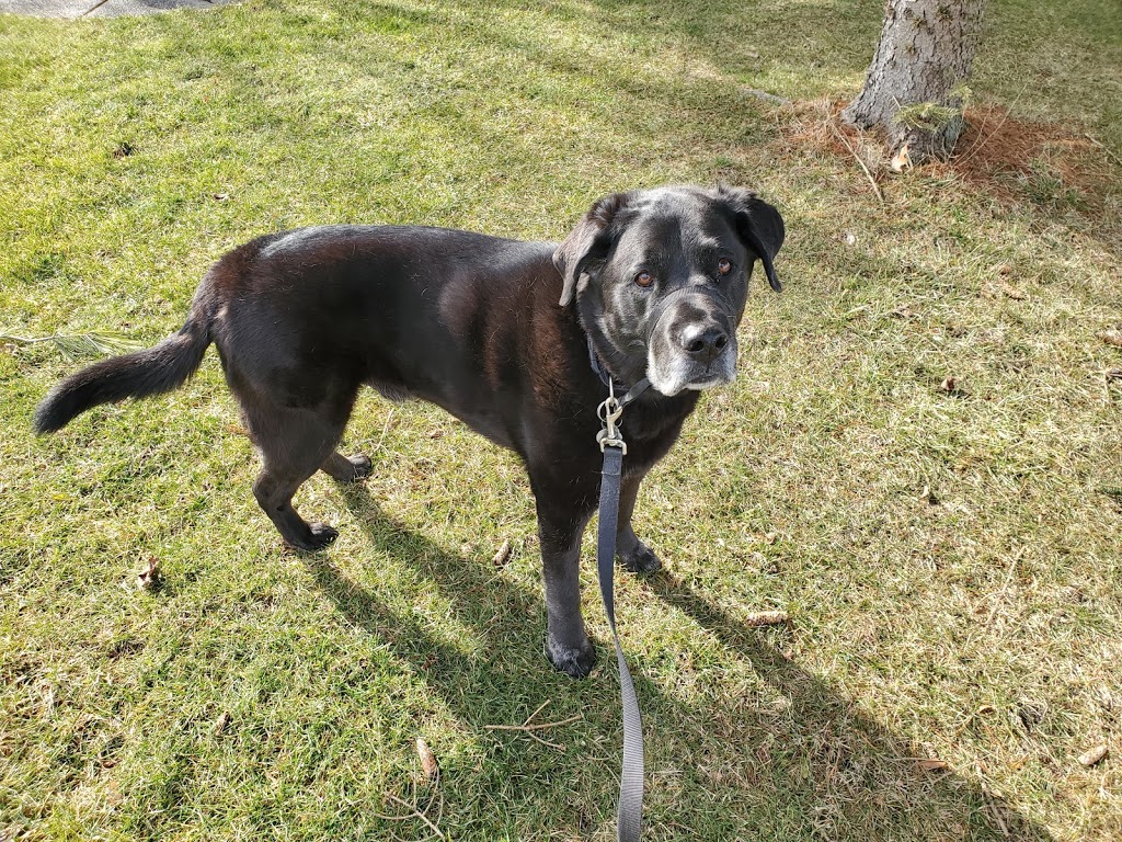 Happy Dance Dog Walking and Pet Sitting | 9848 Union Rd, Shedden, ON N0L 2E0, Canada | Phone: (226) 700-7209