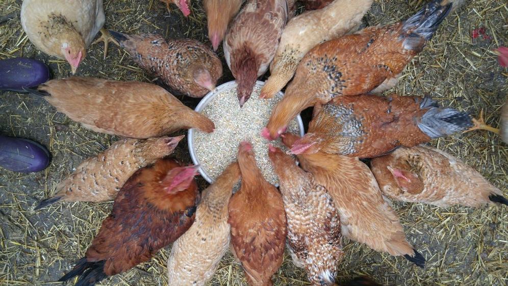 Windy Field Farms | 253164 9 Line, Amaranth, ON L9W 0H1, Canada | Phone: (519) 216-3657