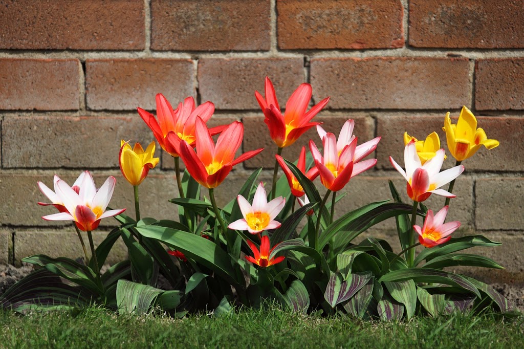Evolution Flowers and Gifts | 2555 Eglinton Ave W, York, ON M6M 1T3, Canada | Phone: (647) 748-2626