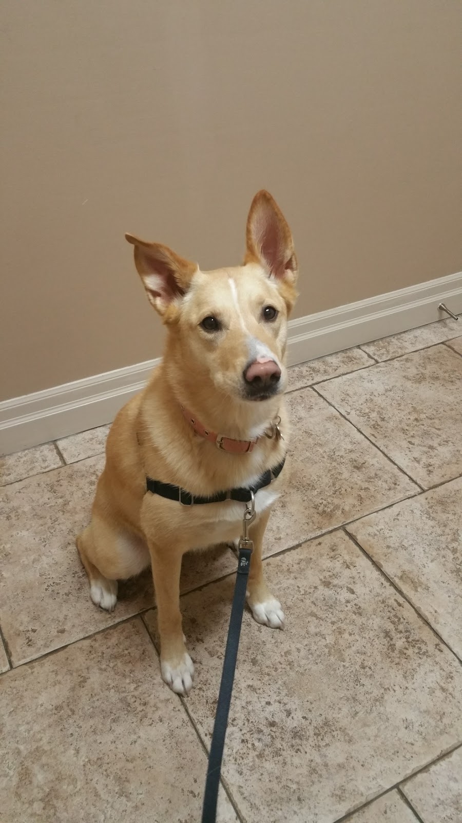 Walden Animal Hospital | 11 White Rd, Lively, ON P3Y 1C3, Canada | Phone: (705) 692-4446