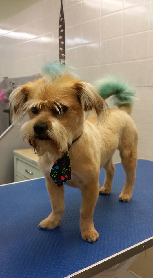 Kibbles n Clips | 485 Sackville Dr, Lower Sackville, NS B4C 2S1, Canada | Phone: (902) 865-5244