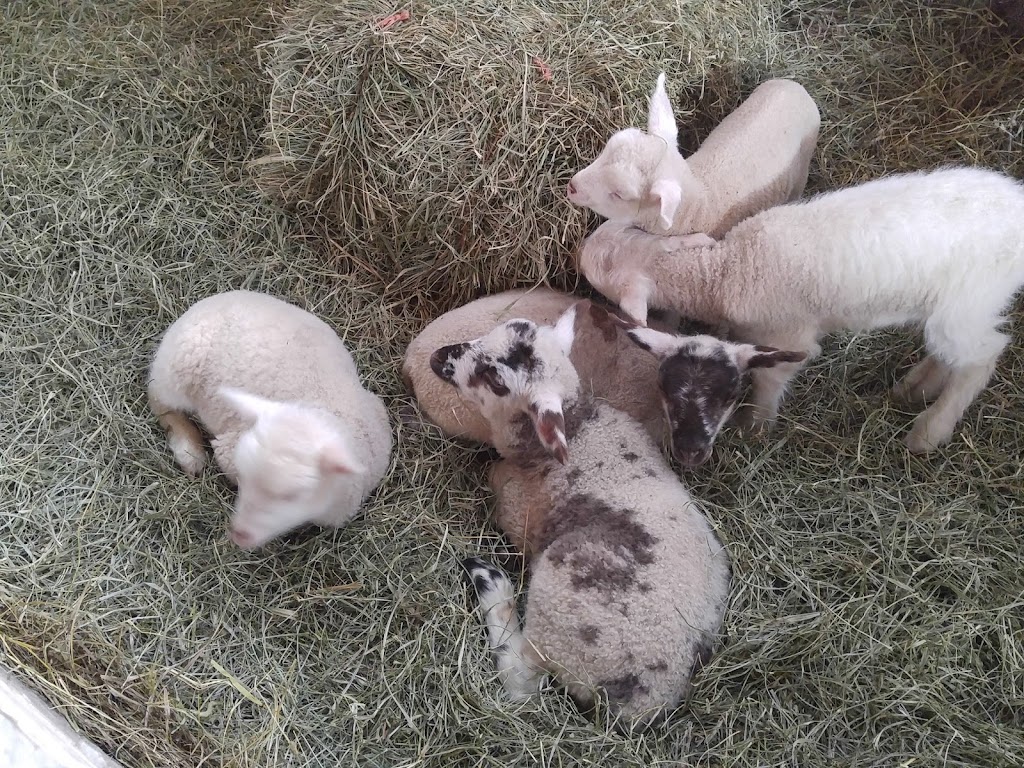 Peabody Farm | 26 Chem. Sullivan, Venosta, QC J0X 3E0, Canada | Phone: (613) 558-4517